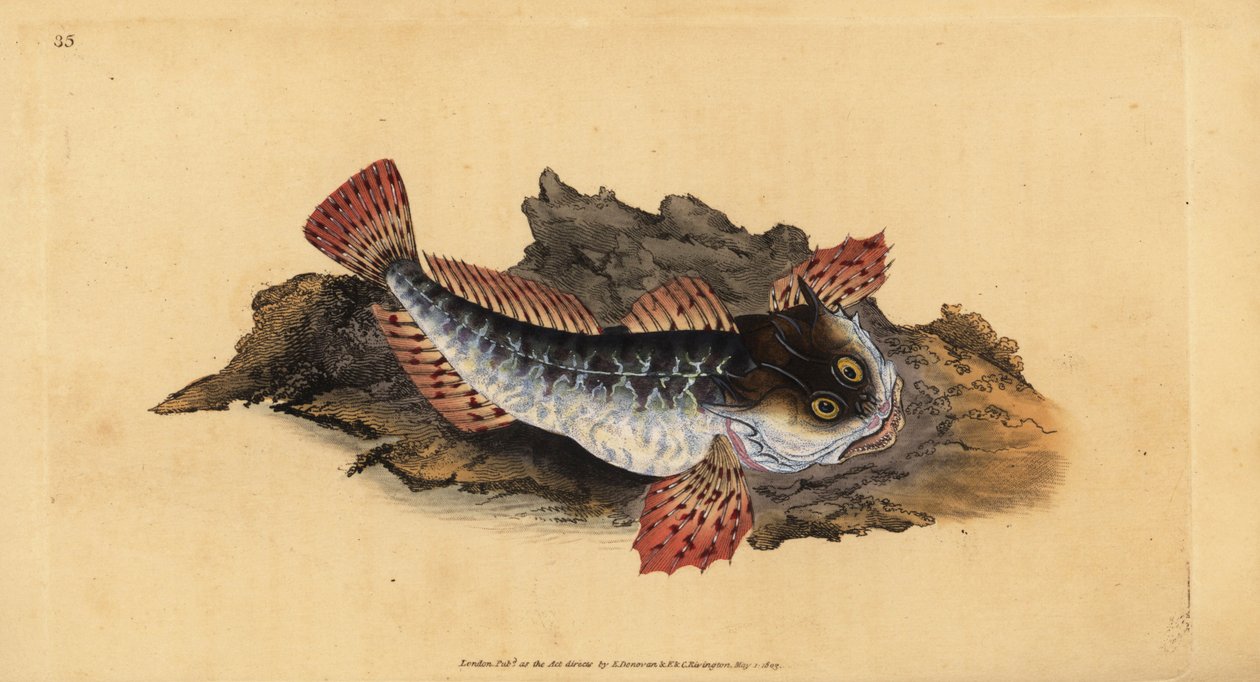 Far lasher eller sjøskorpion, Myoxocephalus scorpius (Cottus scorpius). Håndfarget kobberplate tegnet og gravert av Edward Donovan fra hans Natural History of British Fishes, Donovan og F.C. og J. Rivington, London av Edward Donovan