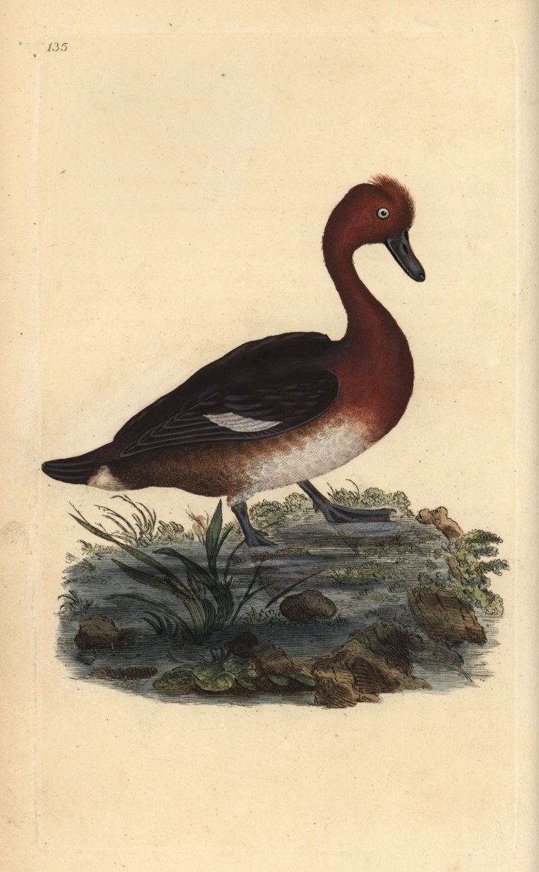 Jernholdig and, Aythya nyroca. Håndfarget kobberplate tegnet og gravert av Edward Donovan fra hans egen "Natural History of British Birds" (1794-1819). Edward Donovan (1768–1837) var en anglo-irsk amatørzoolog, forfatter, kunstner og gravør. Han wro av Edward Donovan