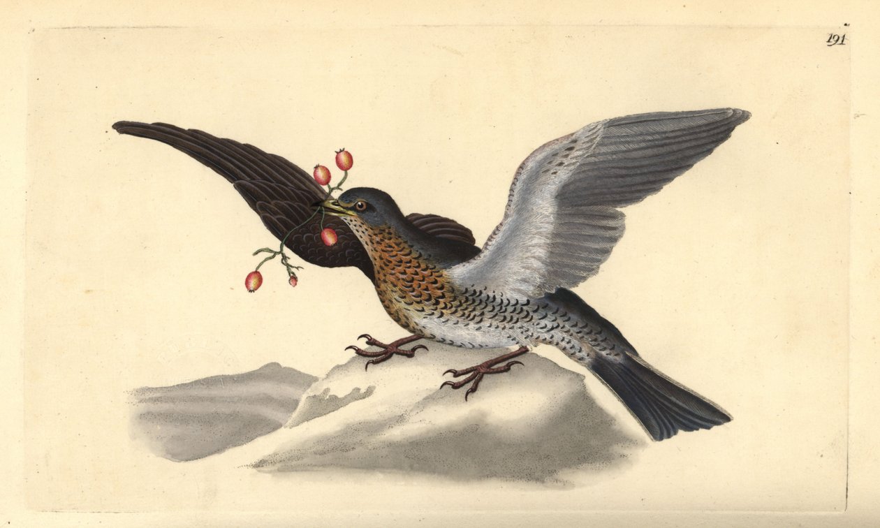 Feltfare, Turdus pilaris. Håndfarget kobberplate tegnet og gravert av Edward Donovan fra hans egen "Natural History of British Birds," London av Edward Donovan