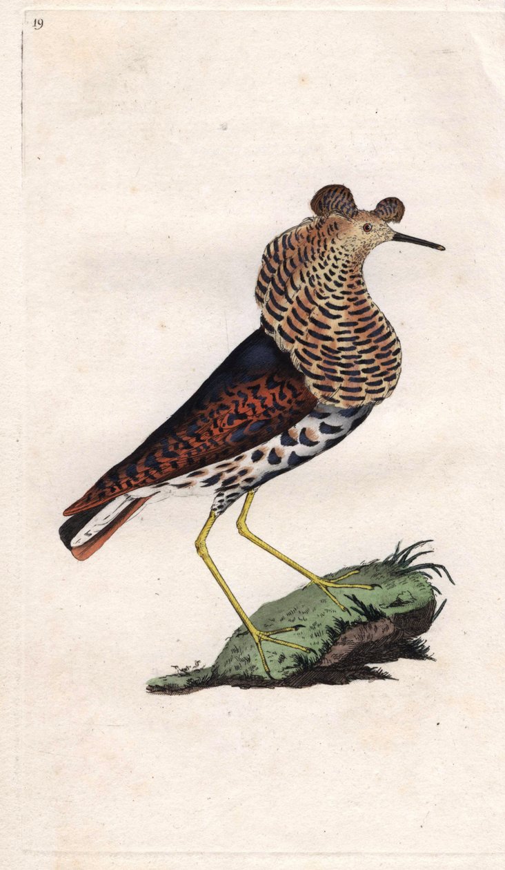 Fighter varierer. Philomachus pugnax (Tringa pugnax). Kobberstikk av Edward Donovan (1768-1837), publisert i Natural History of British Birds, London av Edward Donovan