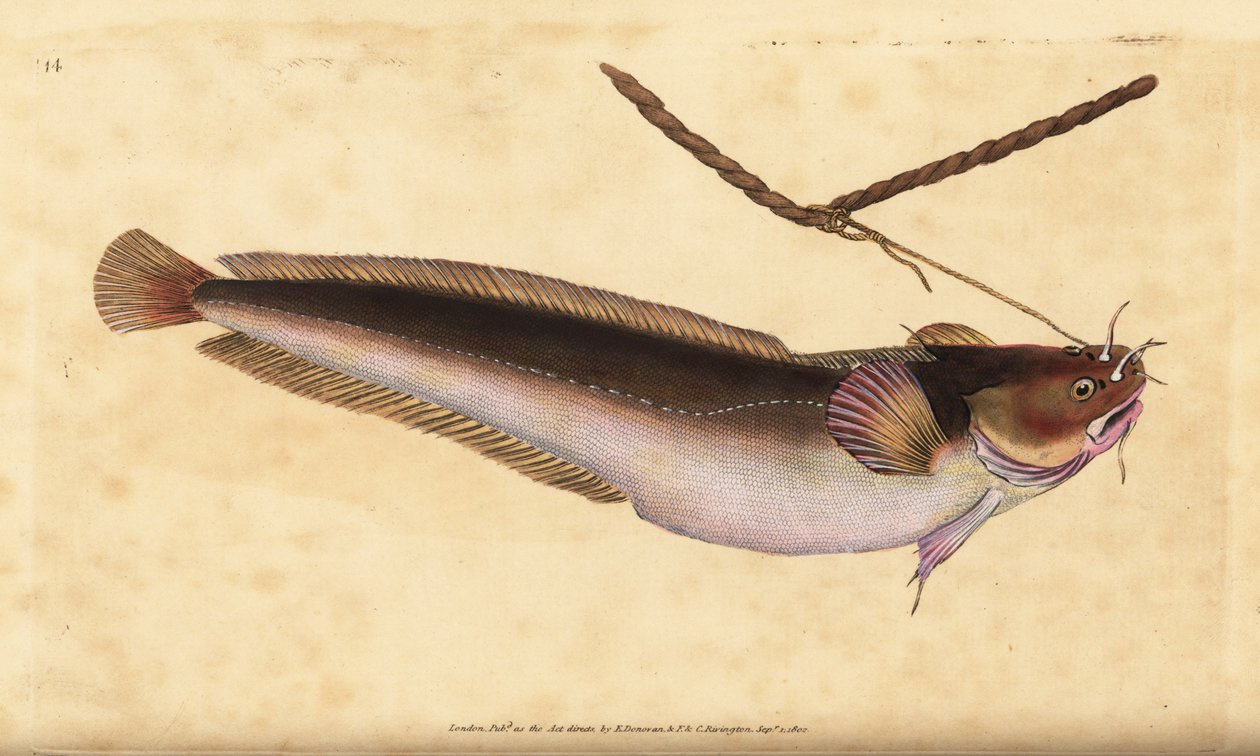 Femskjegg-rockling, Ciliata mustela (Femskjegget torskefisk, Gadus mustela). Håndfarget kobberplate tegnet og gravert av Edward Donovan fra hans Natural History of British Fishes, Donovan og F.C. og J. Rivington, London av Edward Donovan