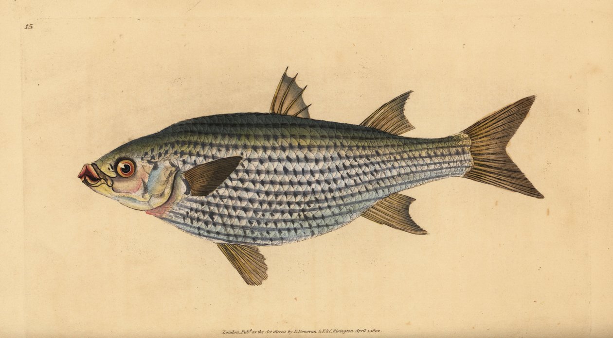 Flathead multe, Mugil cephalus. Håndfarget kobberplate tegnet og gravert av Edward Donovan fra hans Natural History of British Fishes, Donovan og F.C. og J. Rivington, London av Edward Donovan