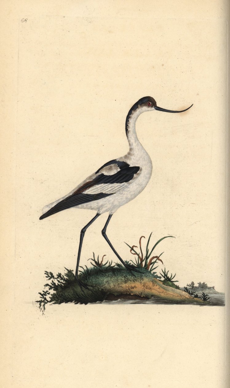 Fot avocetta, Recurvirostra avocetta. Håndfarget kobberplate tegnet og gravert av Edward Donovan fra hans egen "Natural History of British Birds," London av Edward Donovan