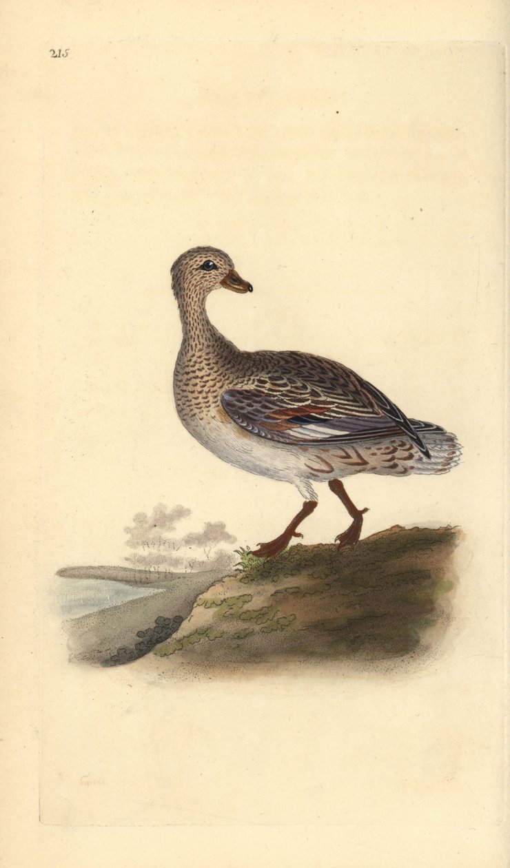 Gadwall (kvinne), Anas strepera. Håndfarget kobberplate tegnet og gravert av Edward Donovan fra hans egen "Natural History of British Birds," London av Edward Donovan
