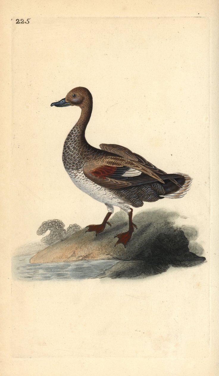 Gadwall (hann), Anas strepera. Håndfarget kobberplate tegnet og gravert av Edward Donovan fra hans egen "Natural History of British Birds," London av Edward Donovan