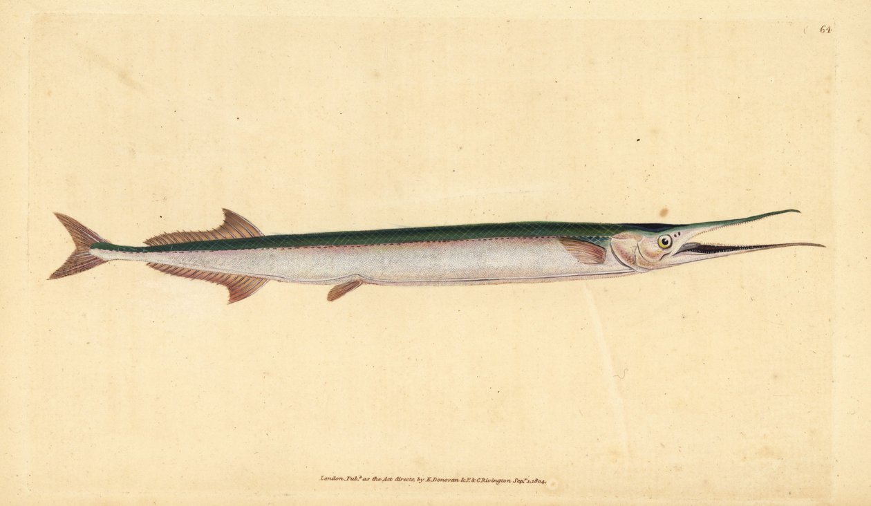 Garfish eller havnål, Belone belone (Sjøgjedde eller gar-fish, Esox belone). Håndfarget kobberplate tegnet og gravert av Edward Donovan fra hans Natural History of British Fishes, Donovan og F.C. og J. Rivington, London av Edward Donovan