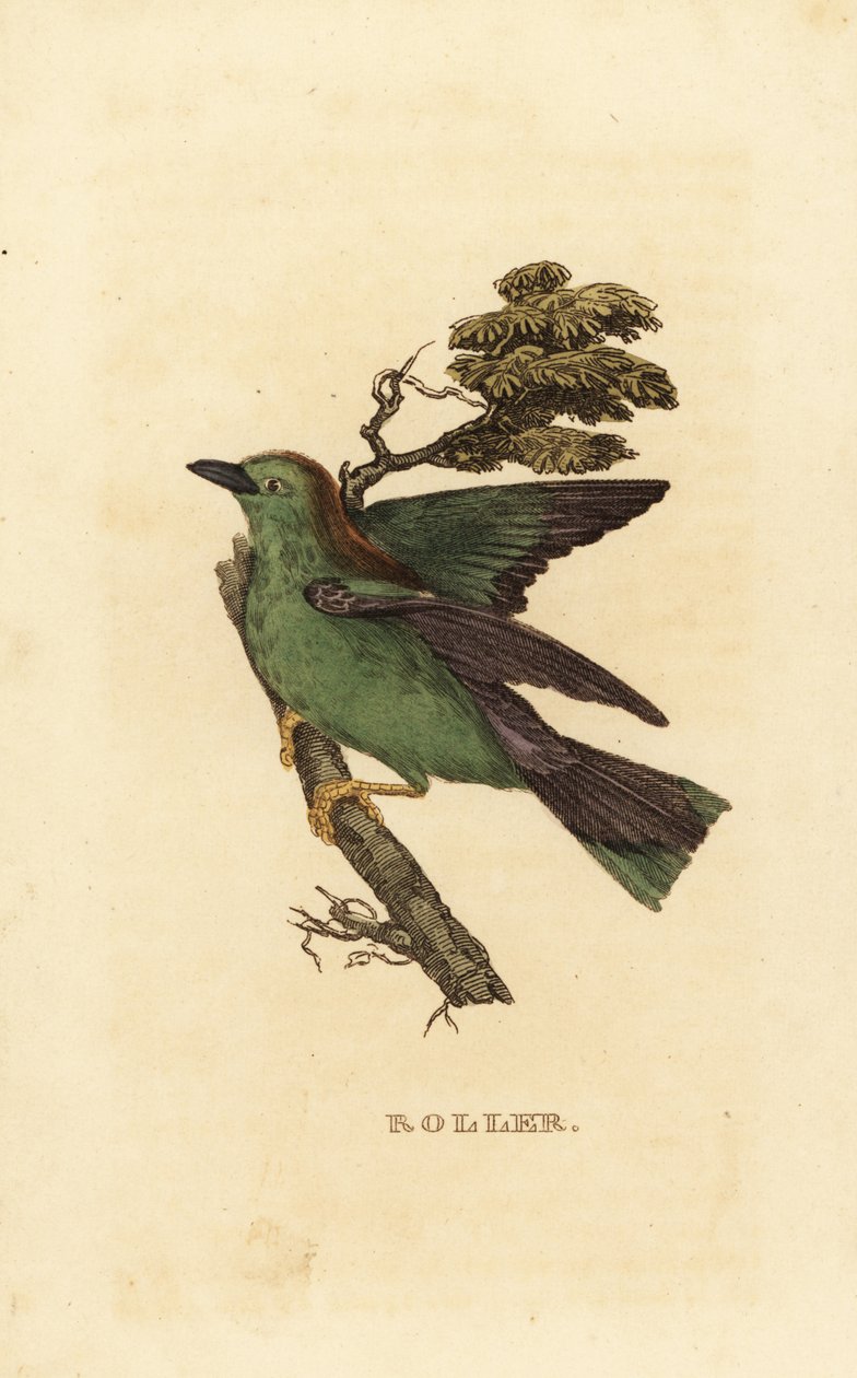 Garrulous roller eller European roller, Coracias garrulus av Edward Donovan
