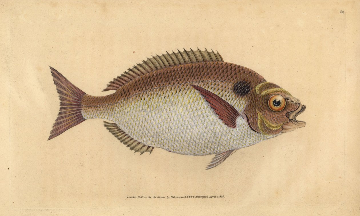 Gylte hodebram eller lunulated gylte hode, Sparus aurata. Håndfarget kobberplate tegnet og gravert av Edward Donovan fra hans Natural History of British Fishes, Donovan og F.C. og J. Rivington, London av Edward Donovan