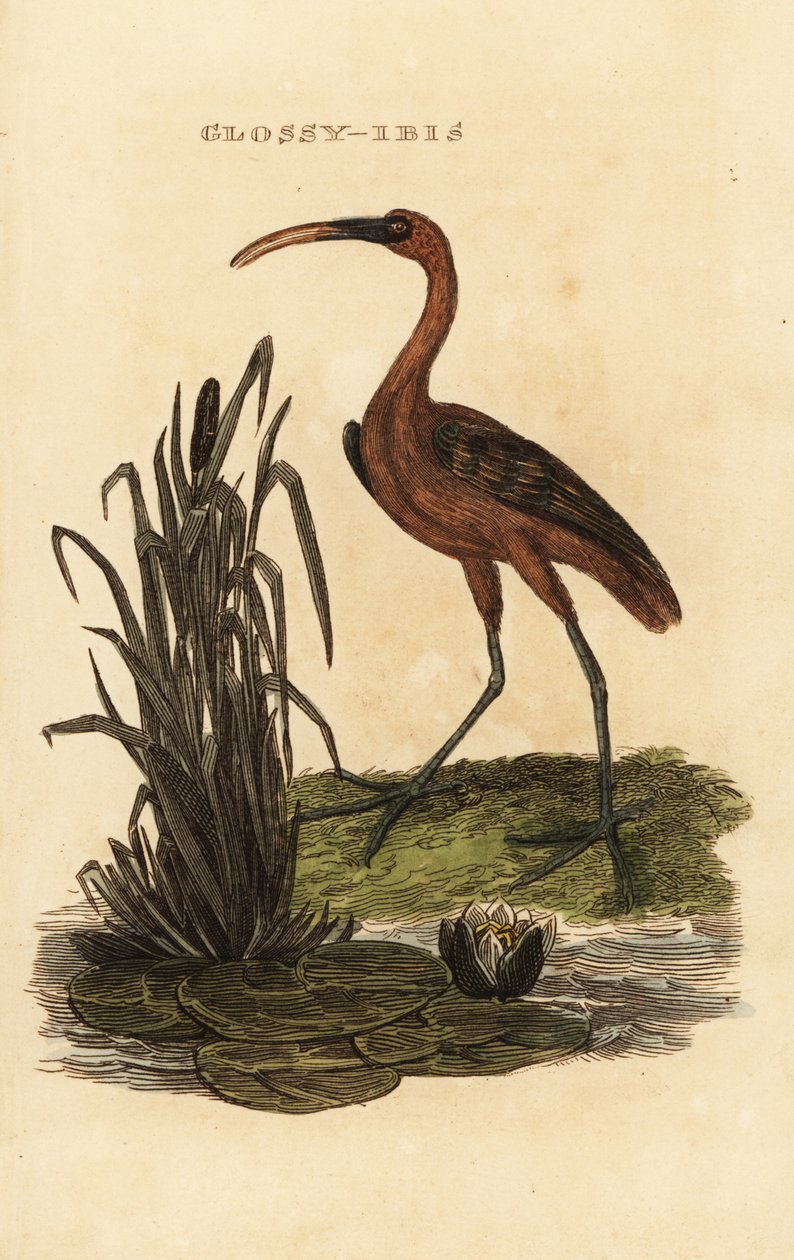Blank ugle, Blank falcinellus av Edward Donovan