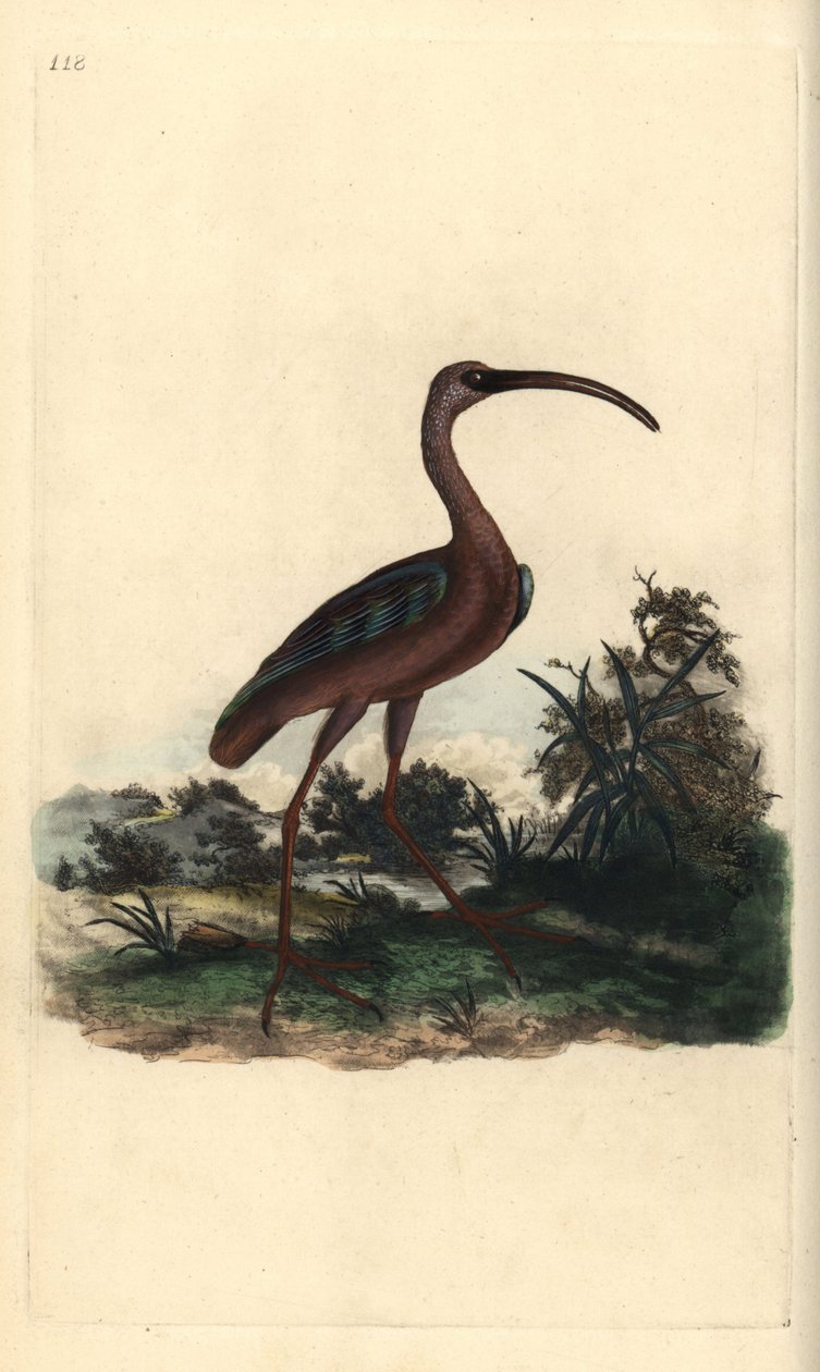 Blank ibis, Plegadis falcinellus. Håndfarget kobberplate tegnet og gravert av Edward Donovan fra hans egen "Natural History of British Birds," London av Edward Donovan
