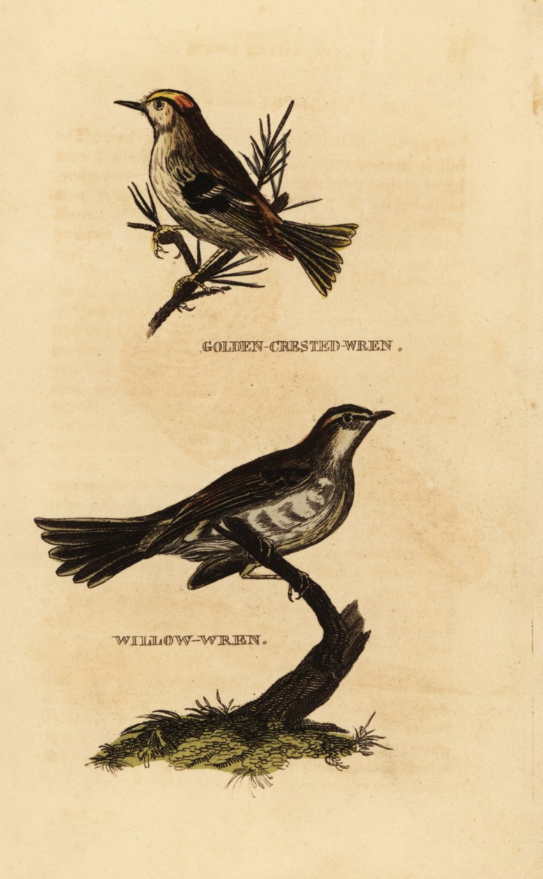 Goldcrest, Regulus regulus og viersanger, Phylloscopus trochilus av Edward Donovan