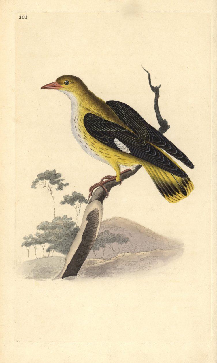 Gylden oriole (hunn), Oriolus oriolus. Håndfarget kobberplate tegnet og gravert av Edward Donovan fra hans egen "Natural History of British Birds," London av Edward Donovan