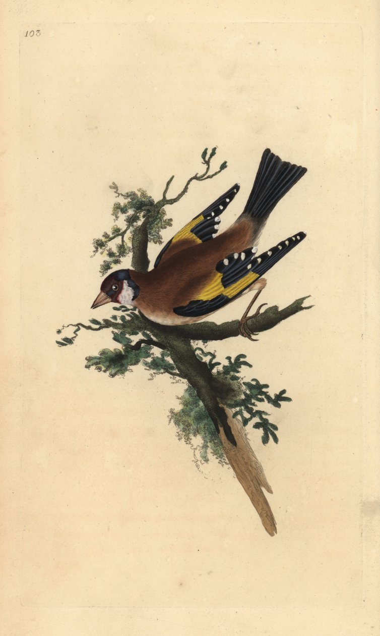 Gullfink, Carduelis carduelis. Håndfarget kobberplate tegnet og gravert av Edward Donovan fra hans egen "Natural History of British Birds," London av Edward Donovan