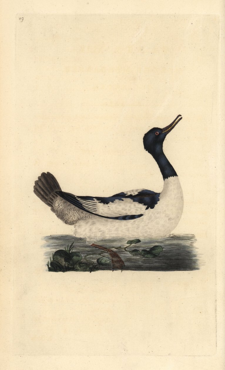 Goosander, Mergus tøsj. Håndfarget kobberplate tegnet og gravert av Edward Donovan fra hans egen "Natural History of British Birds," London av Edward Donovan