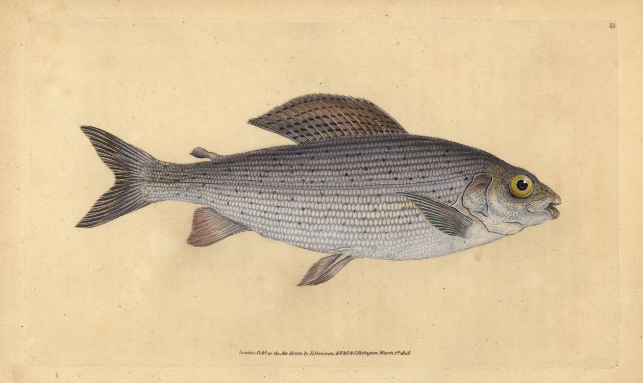 Harr, Thymallus thymallus (Salmo thymallus). Håndfarget kobberplate tegnet og gravert av Edward Donovan fra hans Natural History of British Fishes, Donovan og F.C. og J. Rivington, London av Edward Donovan