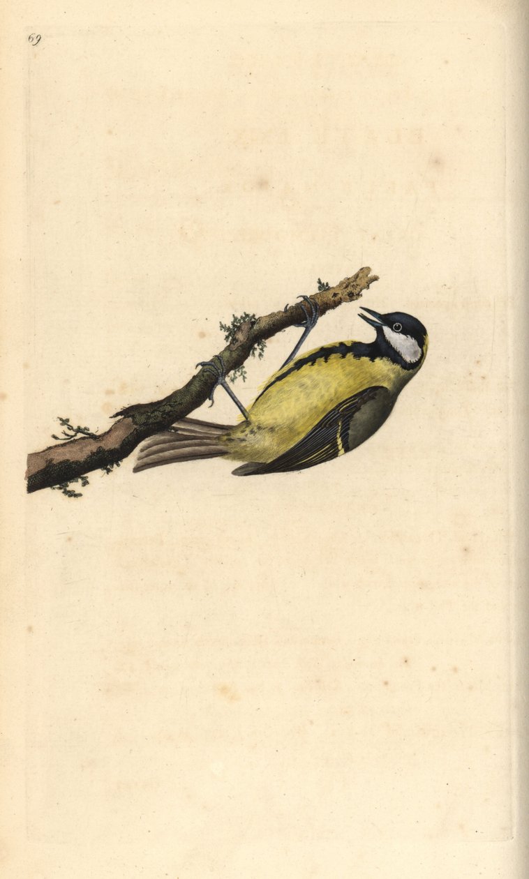 Pommemeis, Parus Major. Håndfarget kobberplate tegnet og gravert av Edward Donovan fra hans egen "Natural History of British Birds," London av Edward Donovan