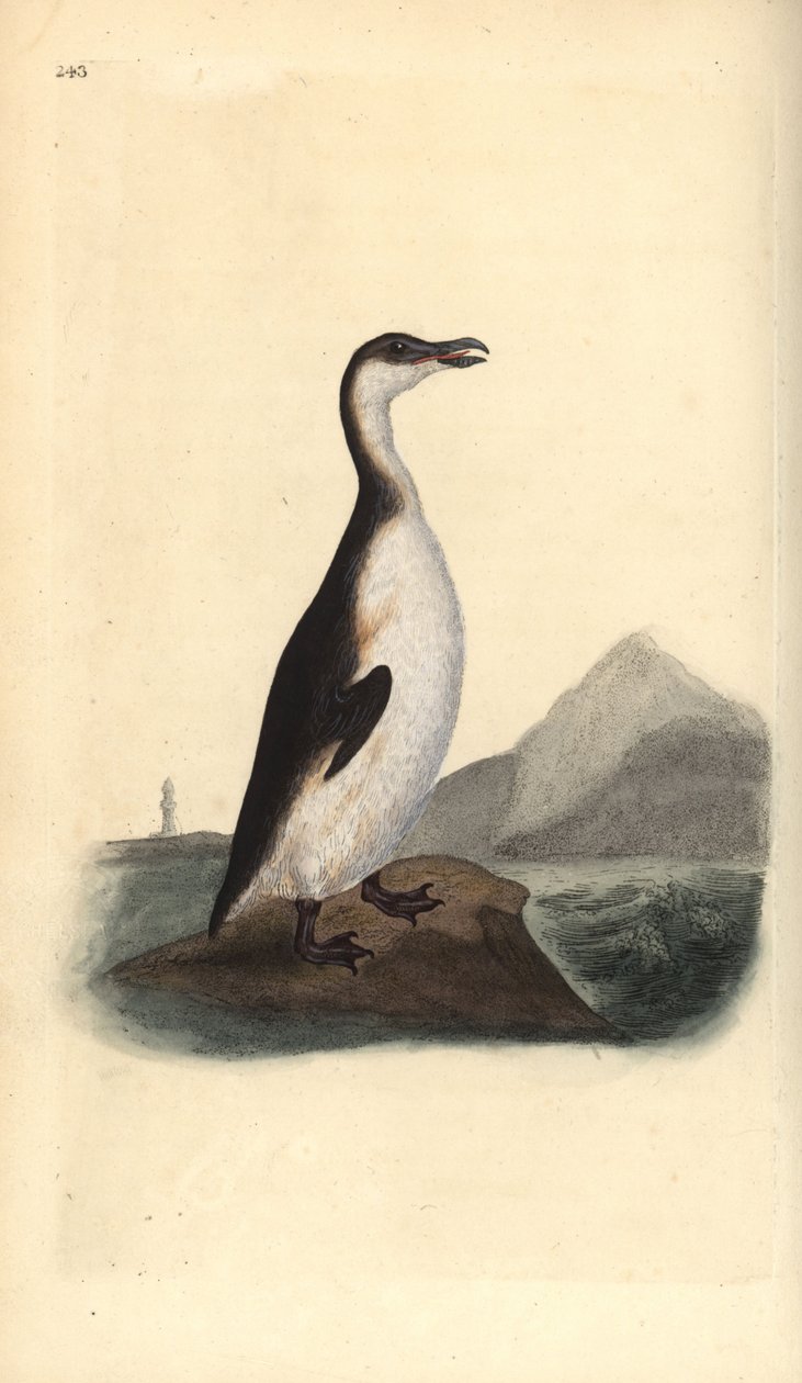 Alkefugl, Pinguinus impennis, jaktet til utryddelse av eggsamlere i 1844. Håndfarget kobberplate tegnet og gravert av Edward Donovan fra hans egen "Natural History of British Birds," London av Edward Donovan