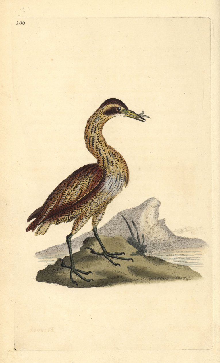 Stor bitter, Botaurus stellaris. Håndfarget kobberplate tegnet og gravert av Edward Donovan fra hans egen "Natural History of British Birds," London av Edward Donovan