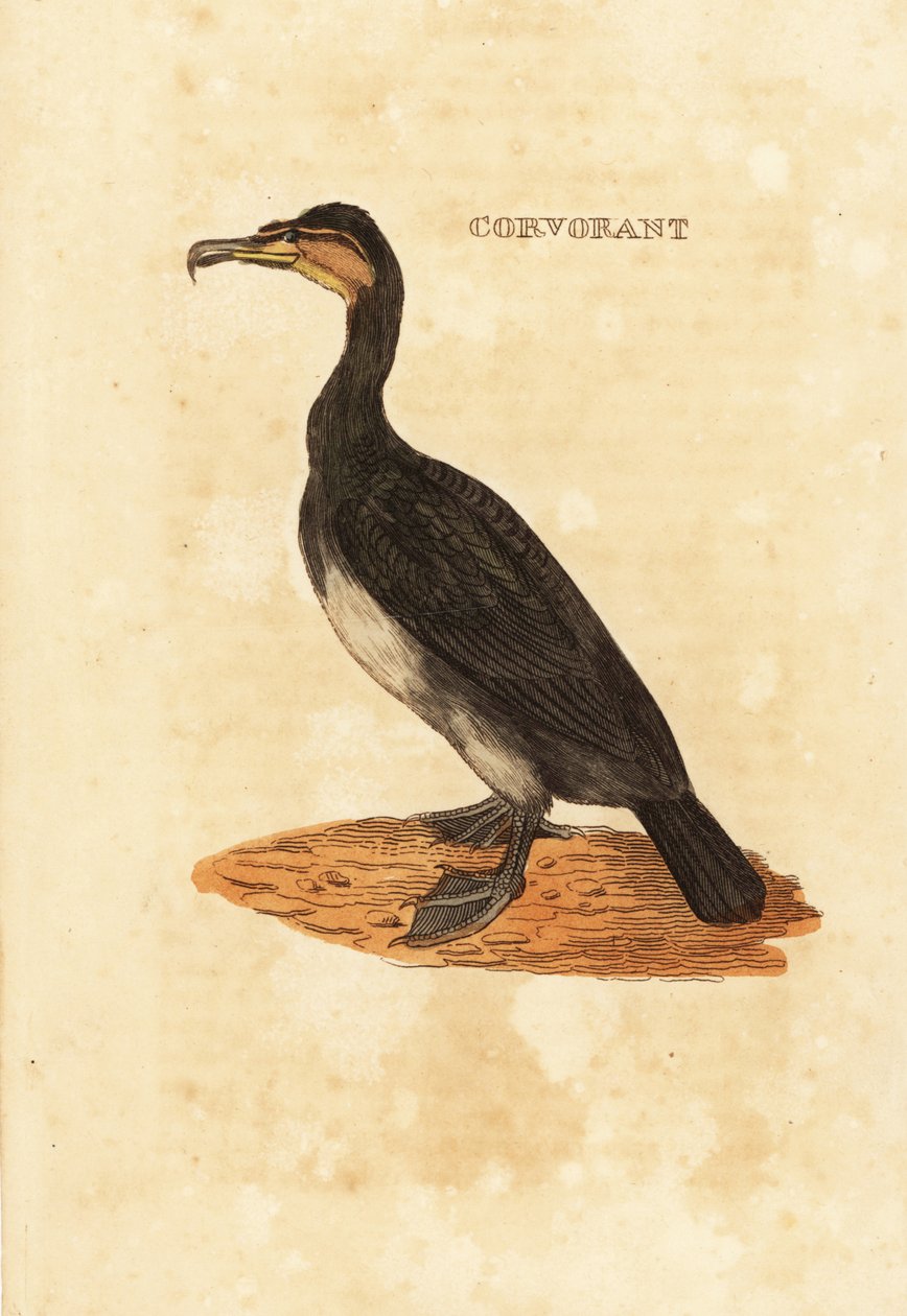 Storskarv, Phalacrocorax carbo av Edward Donovan