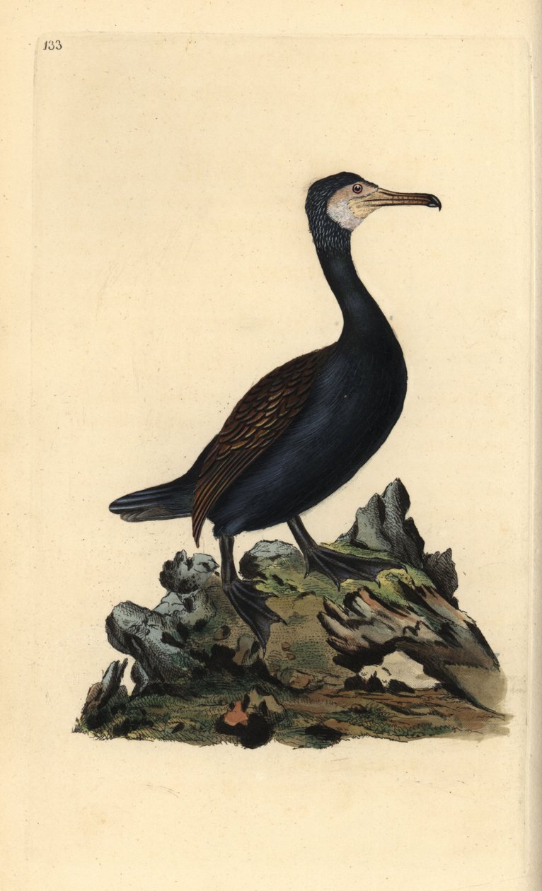 Storskarv, Phalacrocorax carbo. Håndfarget kobberplate tegnet og gravert av Edward Donovan fra hans egen "Natural History of British Birds" (1794-1819). Edward Donovan (1768–1837) var en anglo-irsk amatørzoolog, forfatter, kunstner og gravør. H av Edward Donovan