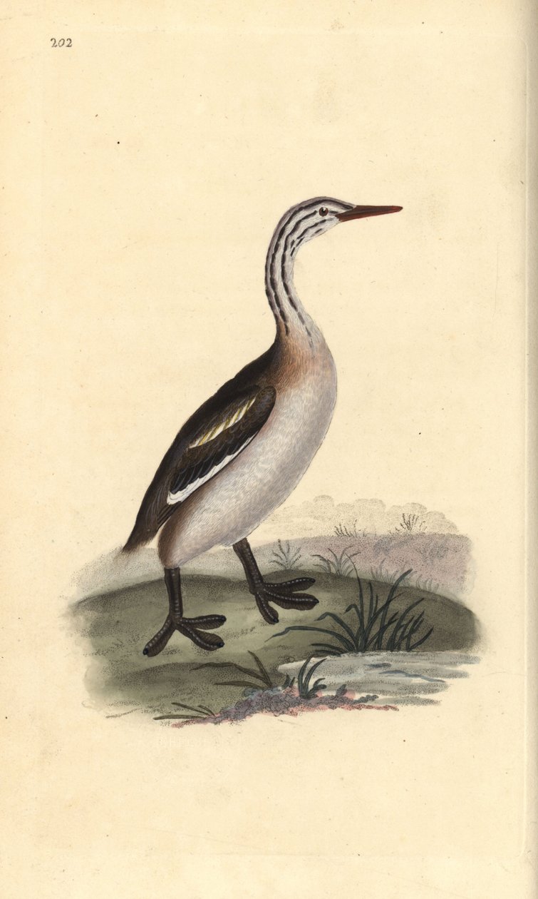 Storspove, Podiceps cristatus. Håndfarget kobberplate tegnet og gravert av Edward Donovan fra hans egen "Natural History of British Birds," London av Edward Donovan