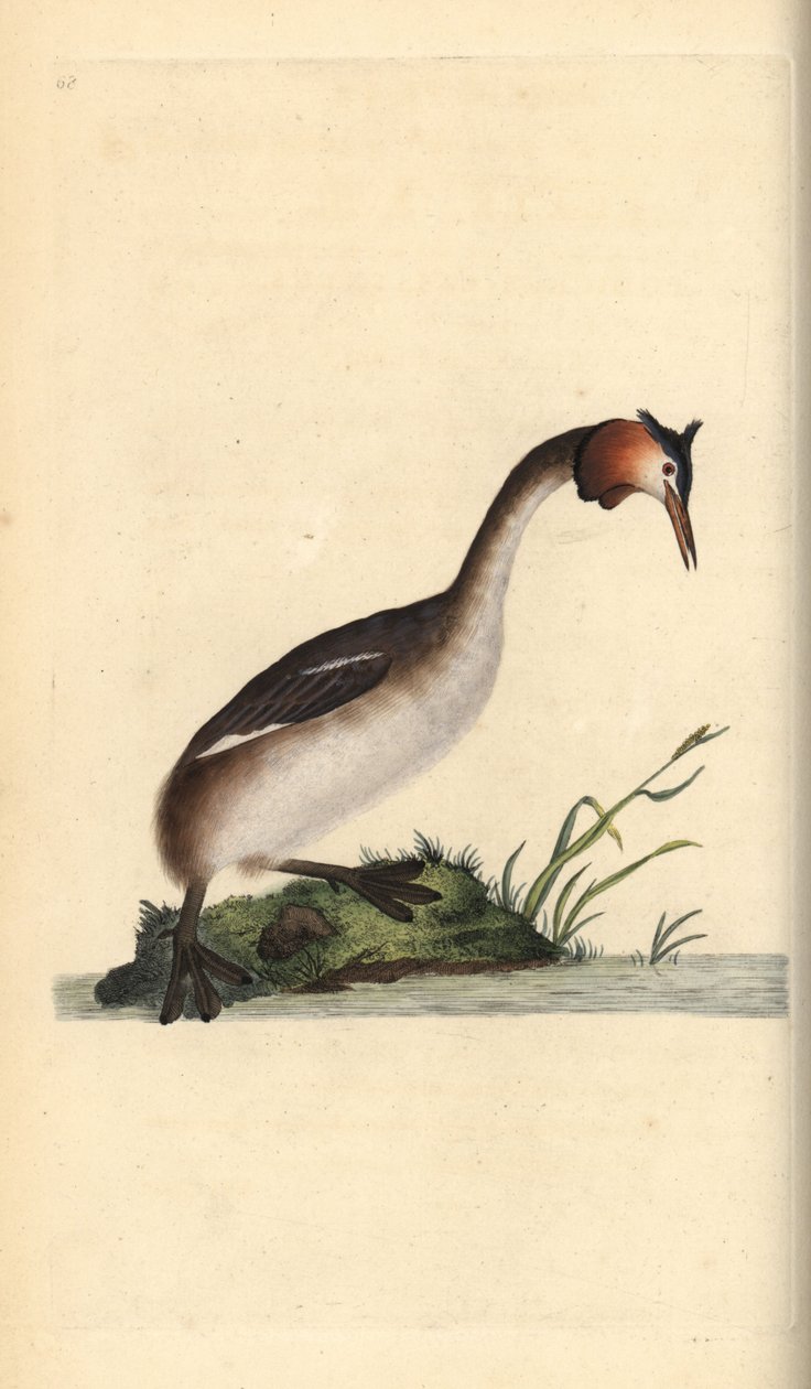Storspove, Podiceps cristatus. Håndfarget kobberplate tegnet og gravert av Edward Donovan fra hans egen "Natural History of British Birds," London av Edward Donovan