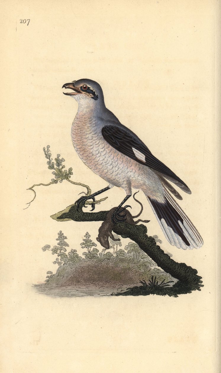 Stor gråskrike (kvinne), Lanius excubitor. Håndfarget kobberplate tegnet og gravert av Edward Donovan fra hans egen "Natural History of British Birds," London av Edward Donovan