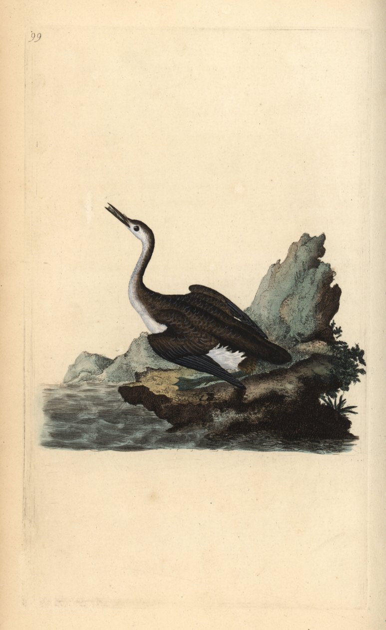 Stor nordlig lom eller dykker, Gavia immer. Håndfarget kobberplate tegnet og gravert av Edward Donovan fra hans egen "Natural History of British Birds," London av Edward Donovan
