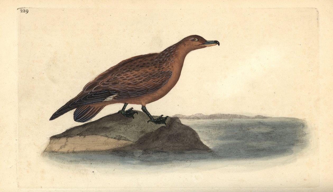 Stor skua, Stercorarius skua. Håndfarget kobberplate tegnet og gravert av Edward Donovan fra hans egen "Natural History of British Birds," London av Edward Donovan
