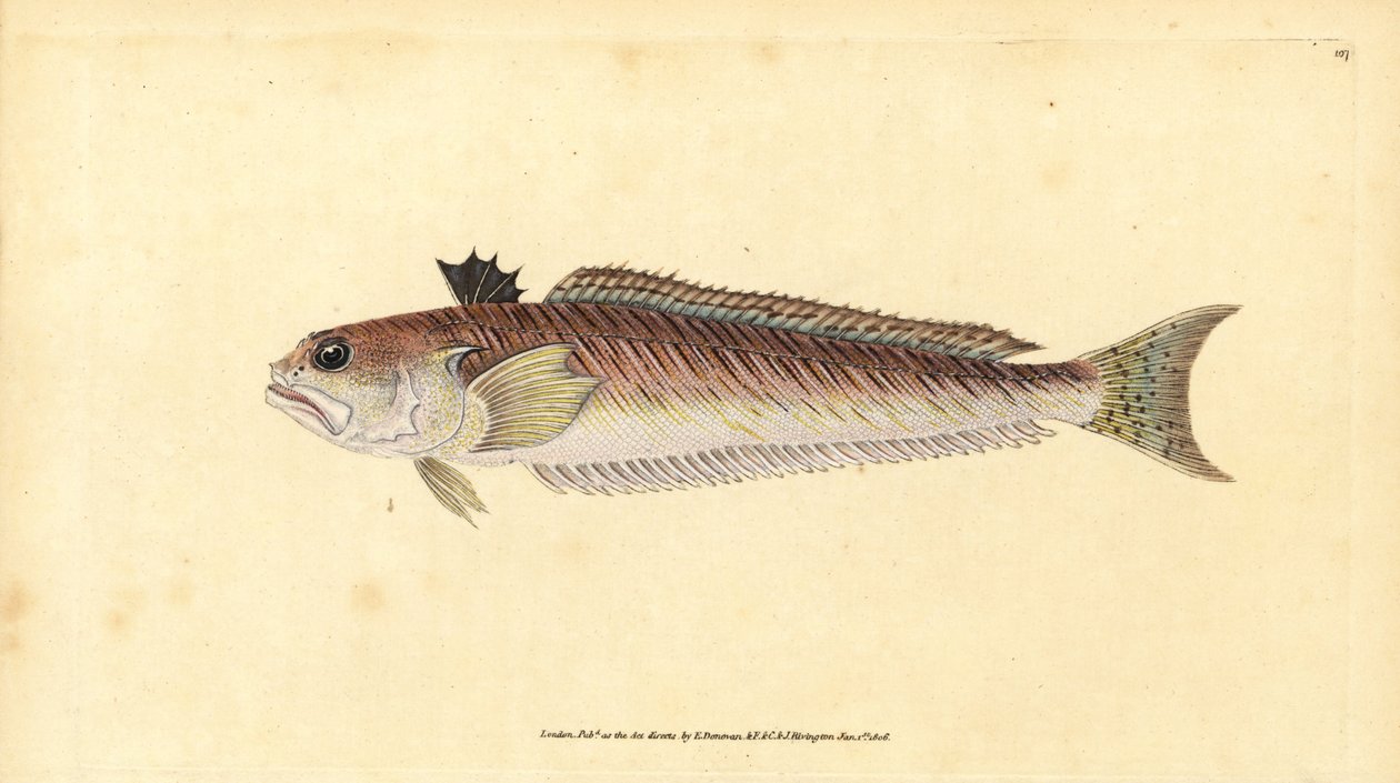 Store vever, Trachinus draco (Stor vever eller stikk-okse, Trachinus major). Håndfarget kobberplate tegnet og gravert av Edward Donovan fra hans Natural History of British Fishes, Donovan og F.C. og J. Rivington, London av Edward Donovan