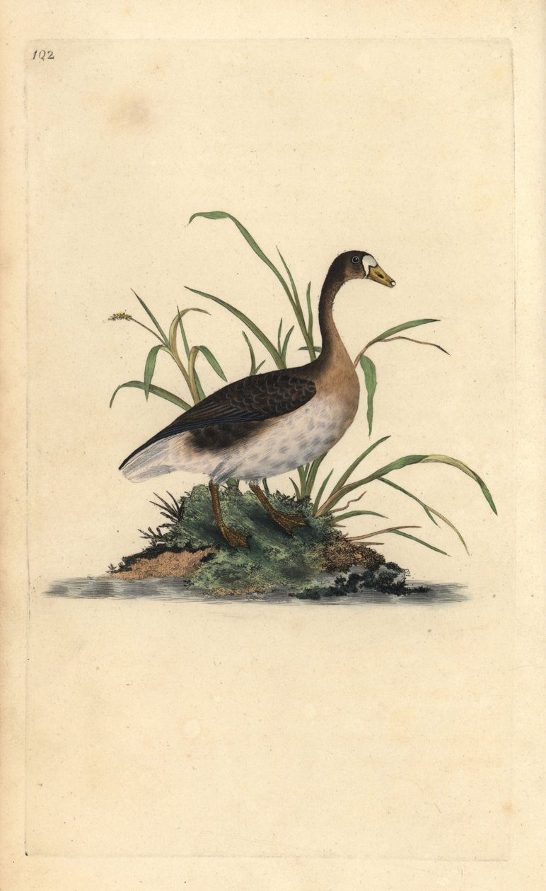 Stor blissgås, Anser albifrons. Håndfarget kobberplate tegnet og gravert av Edward Donovan fra hans egen "Natural History of British Birds," London av Edward Donovan