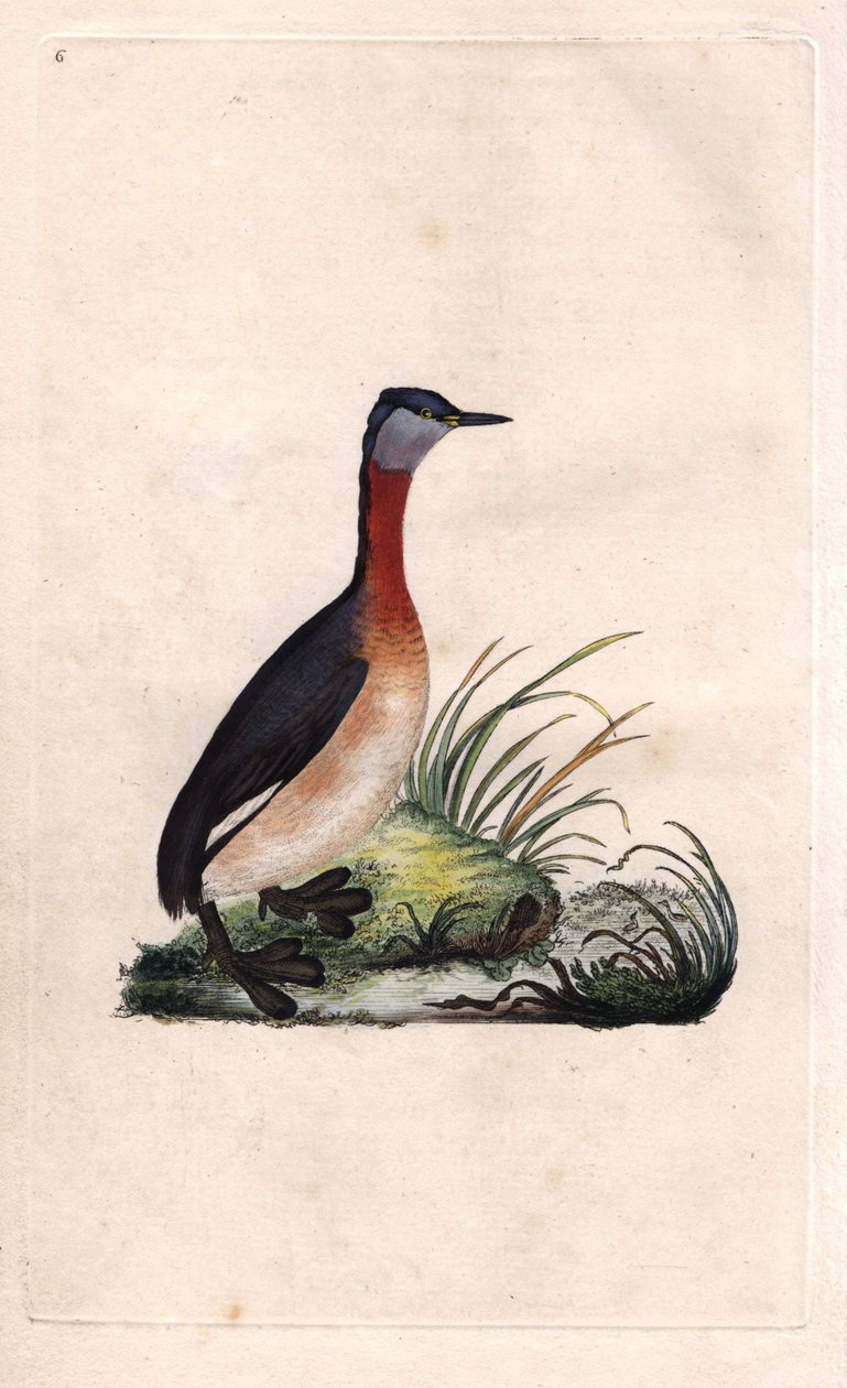 Grebe munter. Podiceps grisegena (Podiceps ruficollis). Kobberstikk av Edward Donovan (1768-1837), utgitt i Histoire naturelle des oiseaux britanniques, London av Edward Donovan