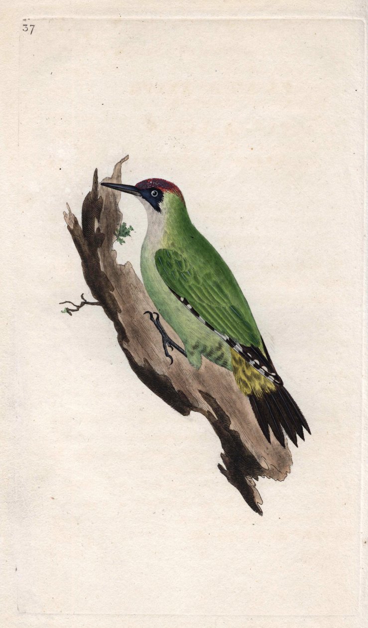 Grønn spett. Picus viridis. Kobberstikk av Edward Donovan (1768-1837), publisert i Natural History of British Birds, London av Edward Donovan