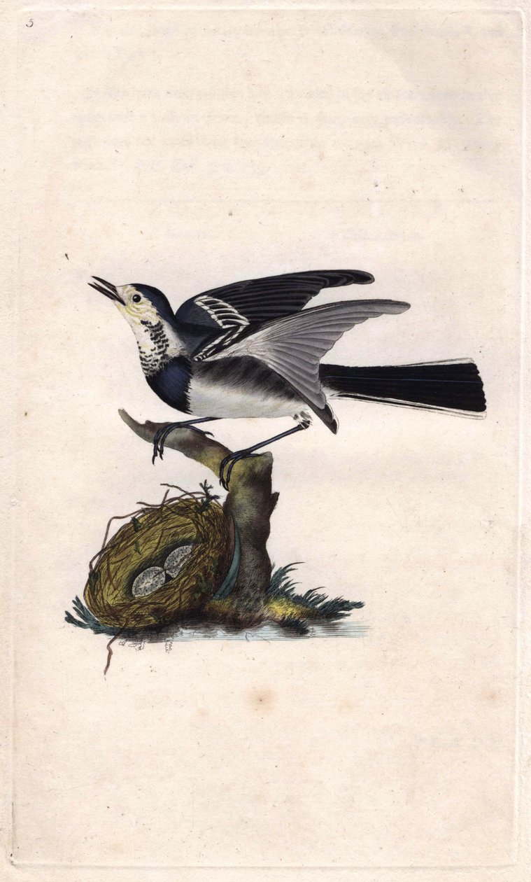 Grå vipstjert. Motacilla alba. Kobberstikk av Edward Donovan (1768-1837), publisert i Natural History of British Birds, London av Edward Donovan