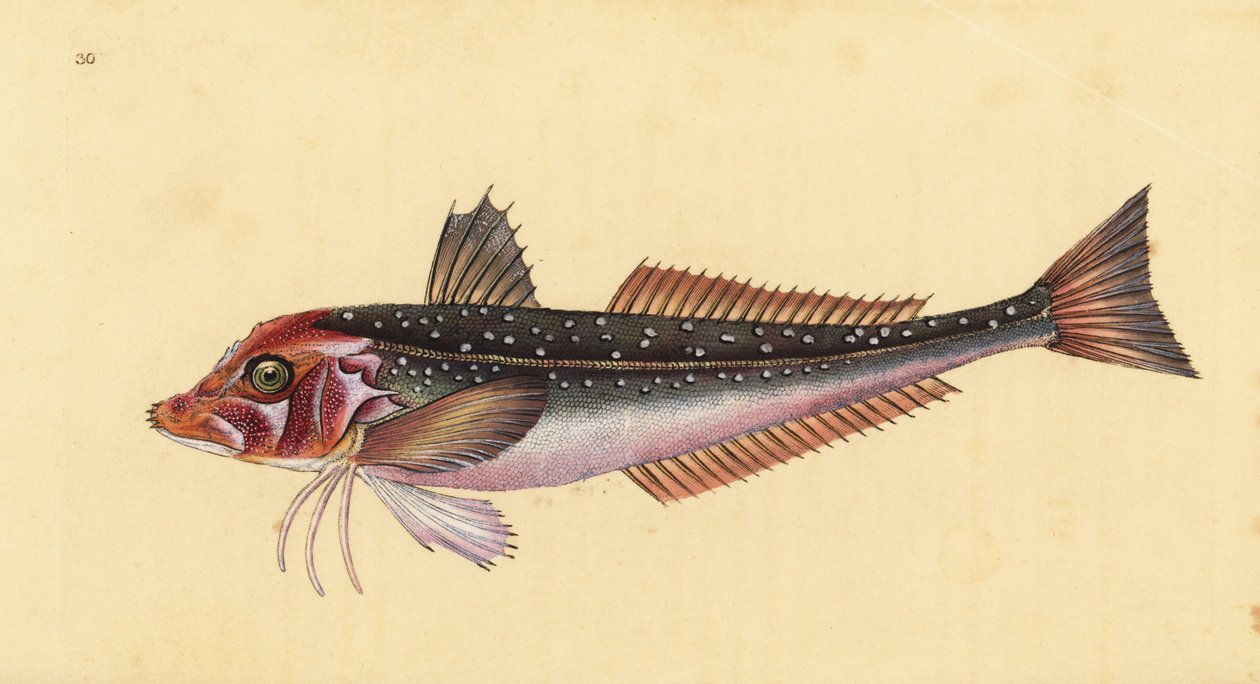 Grå gurnard, Eutrigla gurnardus (Trigla gurnardus). Håndfarget kobberplate tegnet og gravert av Edward Donovan fra hans Natural History of British Fishes, Donovan og F.C. og J. Rivington, London av Edward Donovan