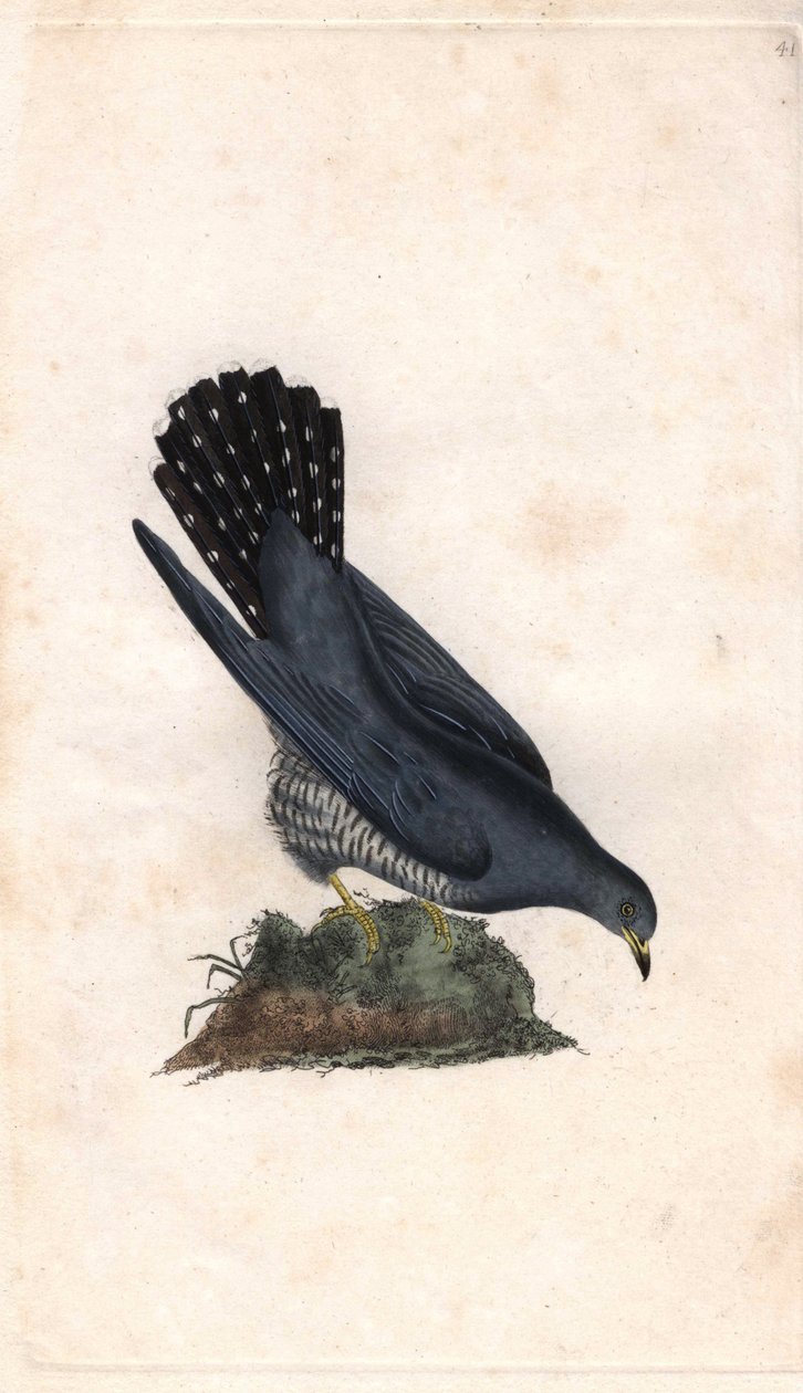 Grå hei. Cuculus canorus. Kobberstikk av Edward Donovan (1768-1837), publisert i Natural History of British Birds, London av Edward Donovan