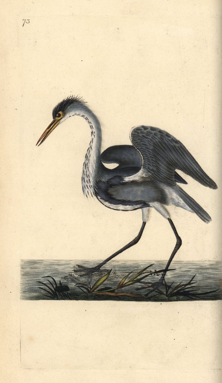 Gråhegre, Ardea cinerea. Håndfarget kobberplate tegnet og gravert av Edward Donovan fra hans egen "Natural History of British Birds," London av Edward Donovan