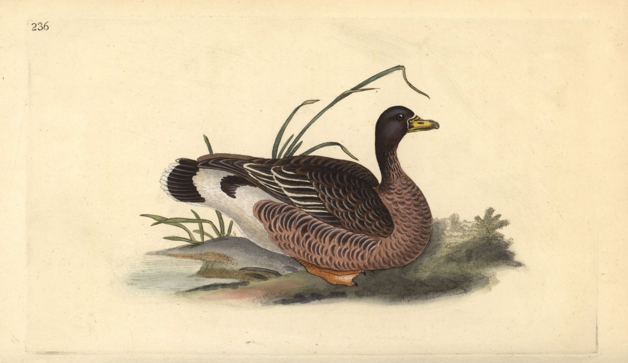 Grågås, Anser anser. Håndfarget kobberplate tegnet og gravert av Edward Donovan fra hans egen "Natural History of British Birds," London av Edward Donovan