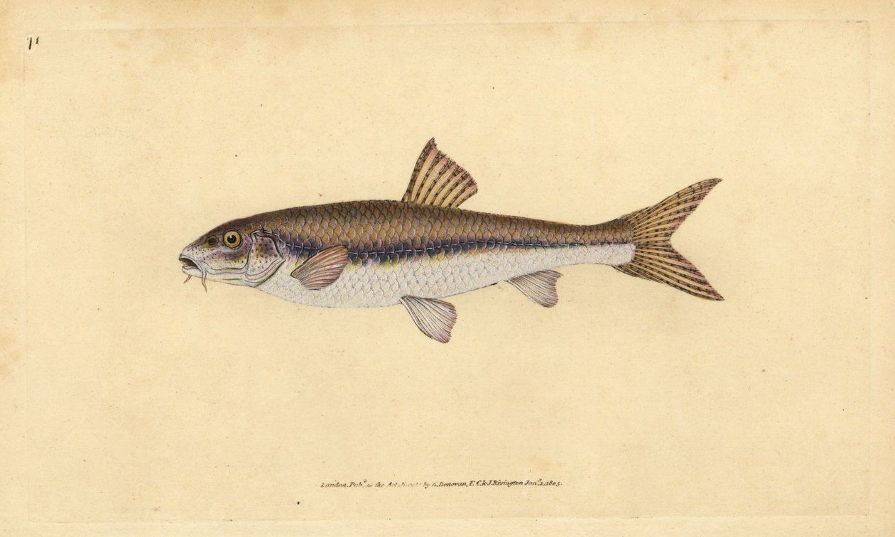 Gudgeon, Gobio gobio (Cyprinus gobio). Håndfarget kobberplate tegnet og gravert av Edward Donovan fra hans Natural History of British Fishes, Donovan og F.C. og J. Rivington, London av Edward Donovan