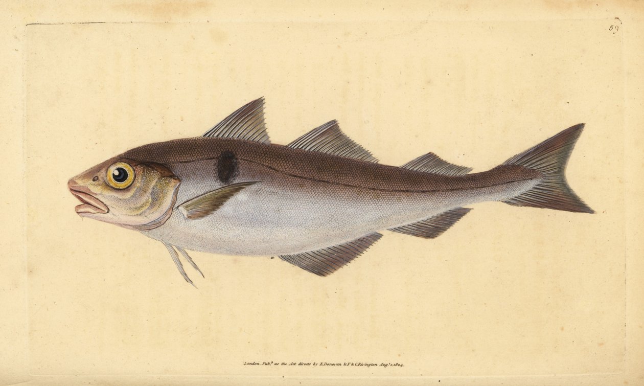 Hyse, Melanogrammus aeglefinus (Gadus aeglefinus). Sårbar. Håndfarget kobberplate tegnet og gravert av Edward Donovan fra hans Natural History of British Fishes, Donovan og F.C. og J. Rivington, London av Edward Donovan