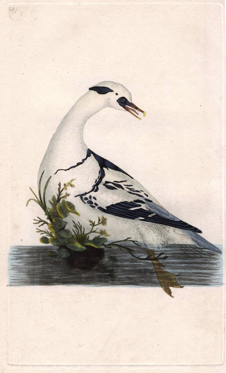 Harle panter. Mergus albellus. Kobberstikk av Edward Donovan (1768-1837), publisert i Natural History of British Birds, London av Edward Donovan