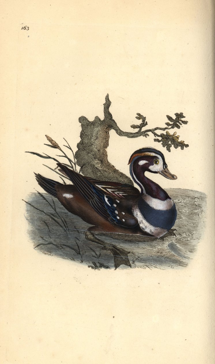 Harlekinand, Histrionicus histrionicus. Håndfarget kobberplate tegnet og gravert av Edward Donovan fra hans egen "Natural History of British Birds," London av Edward Donovan