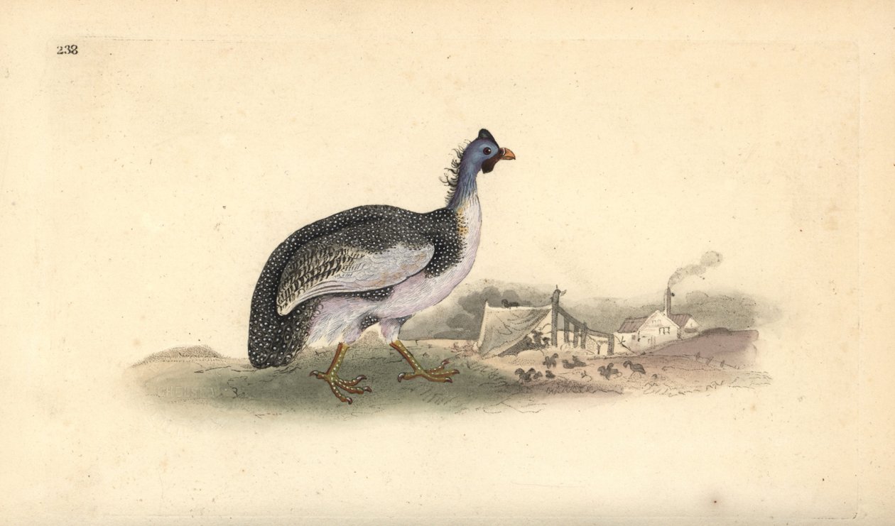 Perlehøne med hjelm, Numida meleagris. Håndfarget kobberplate tegnet og gravert av Edward Donovan fra hans egen "Natural History of British Birds," London av Edward Donovan