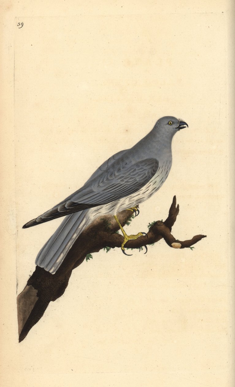 Hønsehøne, Circus cyaneus. Håndfarget kobberplate tegnet og gravert av Edward Donovan fra hans egen "Natural History of British Birds," London av Edward Donovan