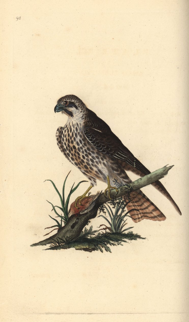 Hobby, Falco subbuteo, med en fot på en død fugl. Håndfarget kobberplate tegnet og gravert av Edward Donovan fra hans egen "Natural History of British Birds," London av Edward Donovan