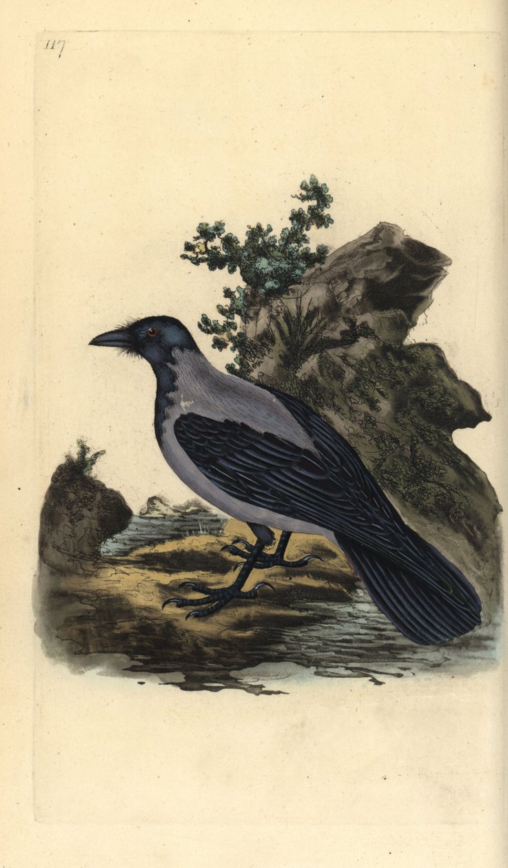Hettekråke, Corvus cornix. Håndfarget kobberplate tegnet og gravert av Edward Donovan fra hans egen "Natural History of British Birds," London av Edward Donovan