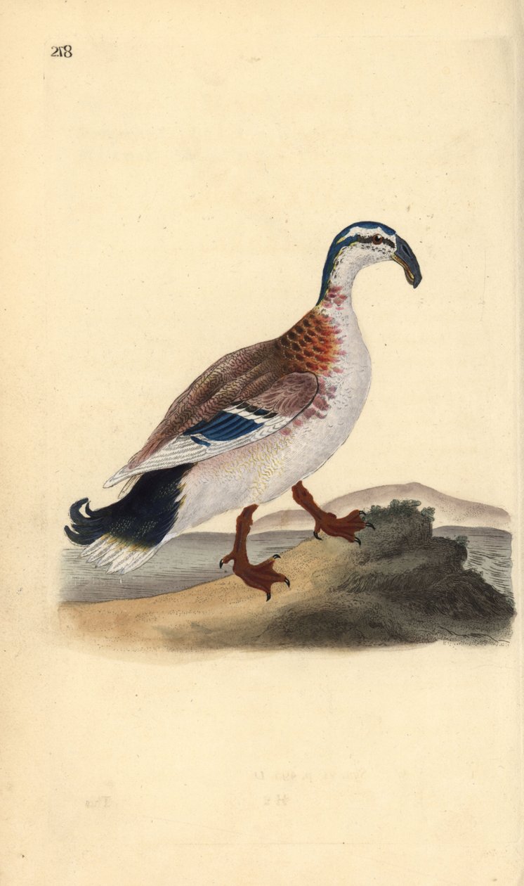 Kroknebbstokkand, Anas platyrhynchos. Håndfarget kobberplate tegnet og gravert av Edward Donovan fra hans egen "Natural History of British Birds," London av Edward Donovan