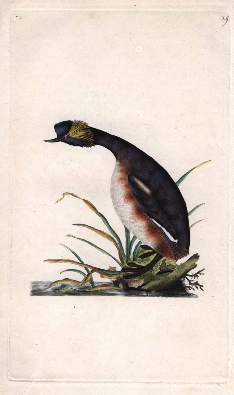 Hornspove eller øredobber. Podiceps auritus (Colymbus auritus). Kobberstikk av Edward Donovan (1768-1837), publisert i Natural History of British Birds, London av Edward Donovan