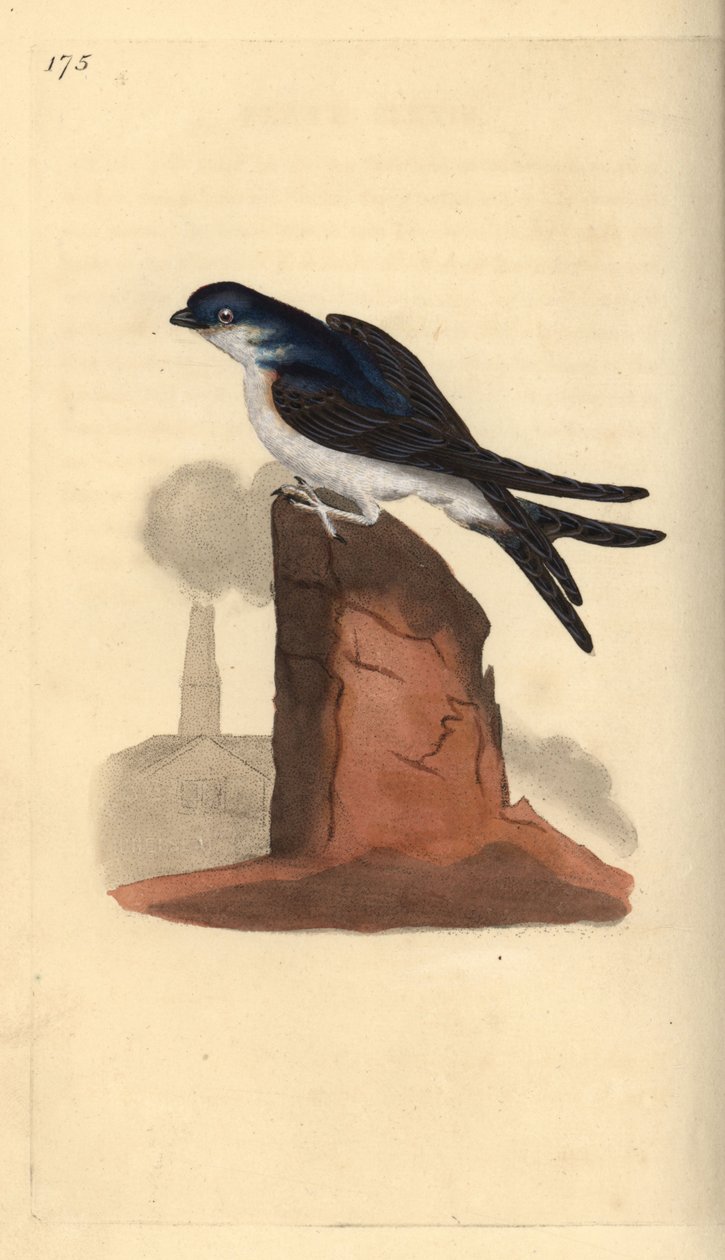 Husmartin, Delichon urbicum, plassert på toppen av en skorstein. Håndfarget kobberplate tegnet og gravert av Edward Donovan fra hans egen "Natural History of British Birds," London av Edward Donovan