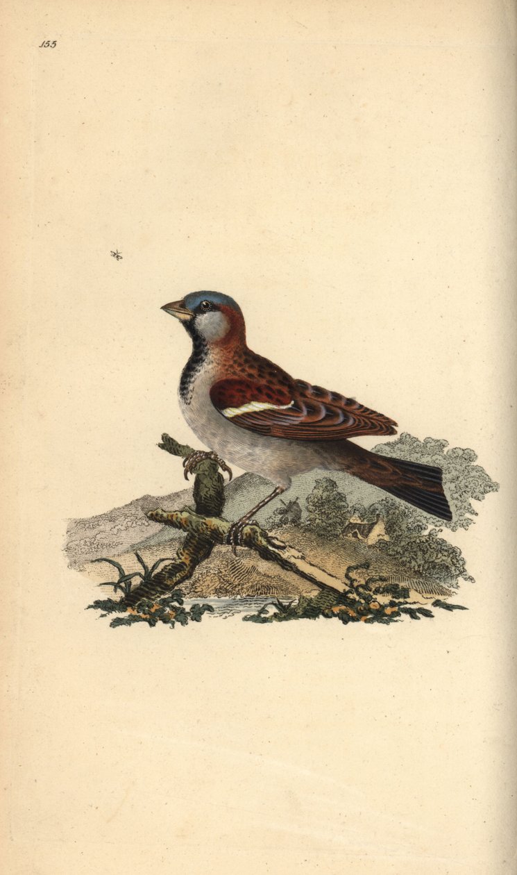 Gråspurv, Pour domesticus. Håndfarget kobberplate tegnet og gravert av Edward Donovan fra hans egen "Natural History of British Birds," London av Edward Donovan